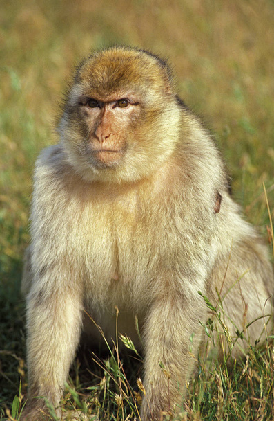 MAGOT macaca sylvana - Фото, изображение