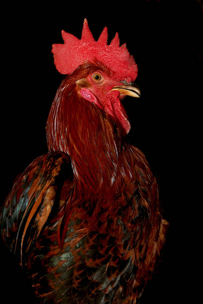 Red-black rooster on a black background - Photo, Image
