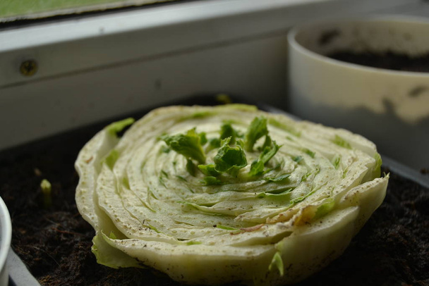 Το λάχανο του Πεκίνου μεγαλώνει στο παράθυρο. Πράσινο κινέζικο λάχανο στο έδαφος. καλλιέργεια στο σπίτι. Να ξαναφυτεύω φαγητό στο σπίτι. Κηπουρική.  - Φωτογραφία, εικόνα