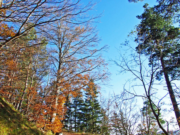 Змішані ліси і дерева на гірському хребті Альпштейн і в долині річки Рейн (Rheintal) - кантон Санкт-Галлен (Sg), Швейцарія. - Фото, зображення