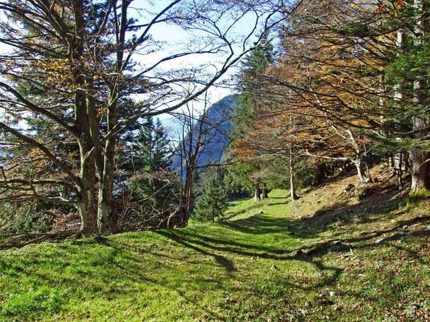 Bosques y árboles mixtos en la cordillera Alpstein y en el valle del río Rin (Rheintal) - Cantón de St. Gallen (SG), Suiza
 - Foto, imagen