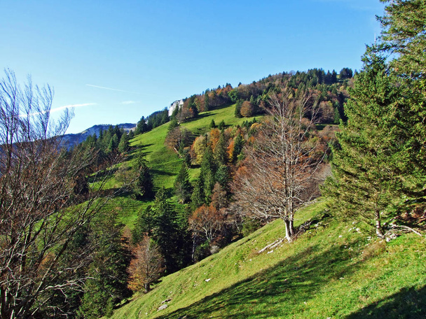Forêts mixtes et arbres sur la chaîne de montagnes d'Alpstein et dans la vallée du Rhin (Rheintal) - Canton de Saint-Gall (SG), Suisse
 - Photo, image