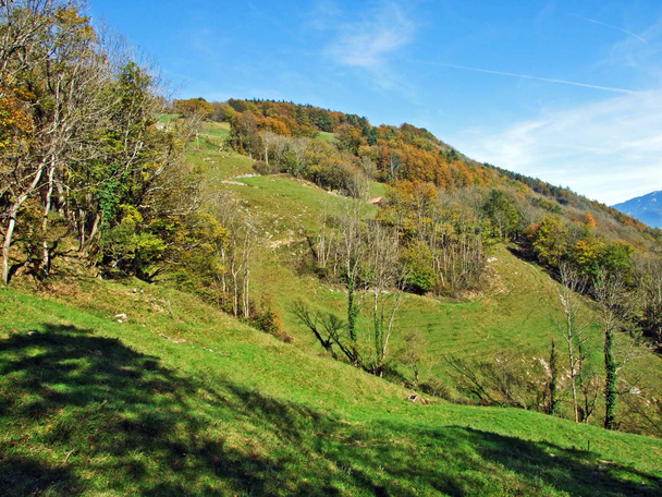 Змішані ліси і дерева на гірському хребті Альпштейн і в долині річки Рейн (Rheintal) - кантон Санкт-Галлен (Sg), Швейцарія. - Фото, зображення