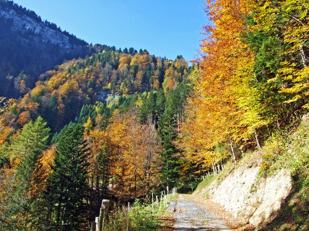 Forêts mixtes et arbres sur la chaîne de montagnes d'Alpstein et dans la vallée du Rhin (Rheintal) - Canton de Saint-Gall (SG), Suisse
 - Photo, image