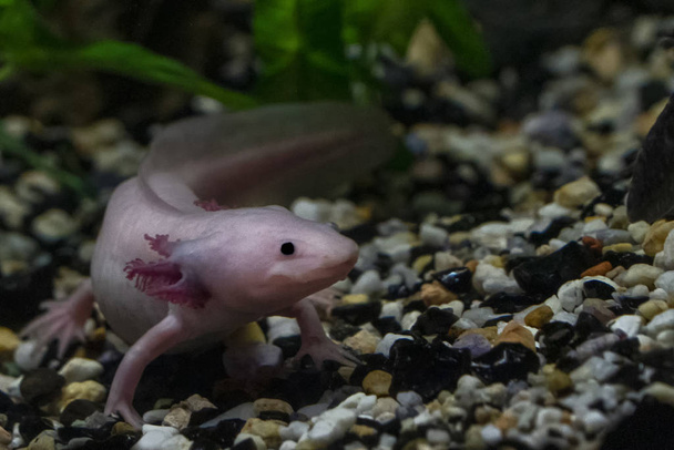 Axolotl pod vodou zavřít - Fotografie, Obrázek
