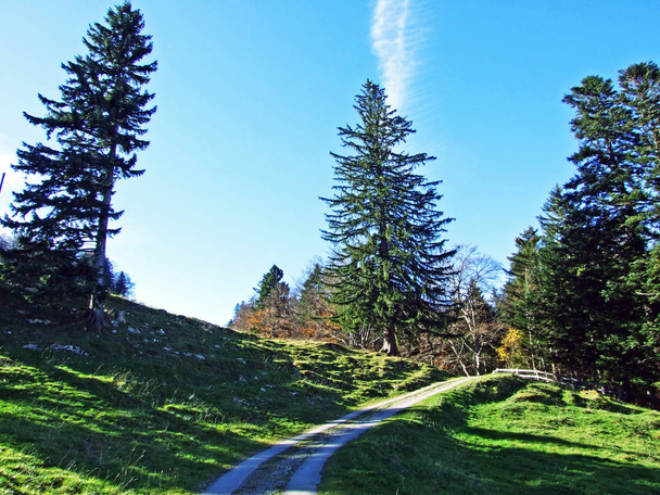 Forêts persistantes ou de conifères sur la chaîne de montagnes Alpstein et dans la vallée du Rhin (Rheintal) - Canton de Saint-Gall (SG), Suisse
 - Photo, image