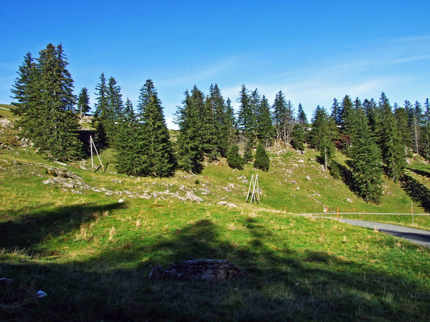 Δάση αειθαλή ή κωνοφόρα στην οροσειρά Alpstein και στην κοιλάδα του ποταμού Ρήνου (Rheintal) - Καντόνιο St. Gallen (Sg), Ελβετία - Φωτογραφία, εικόνα