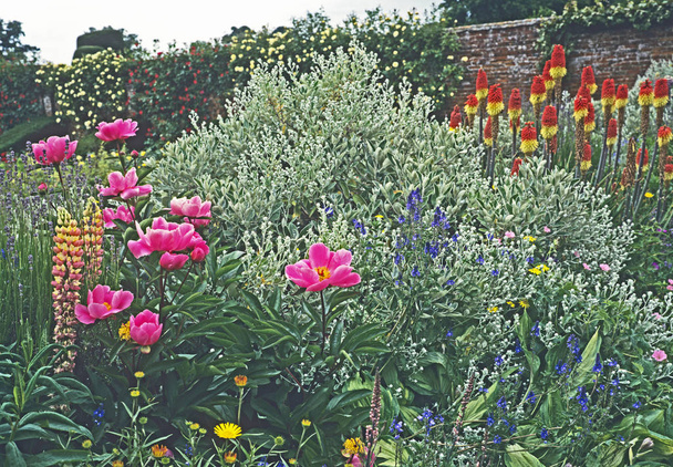 Frontière colorée avec Kniphofia aulescens et Paeonias d'une terrasse d'un jardin de maison de campagne
 - Photo, image