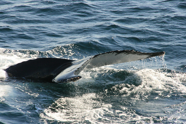 кит - Фото, изображение