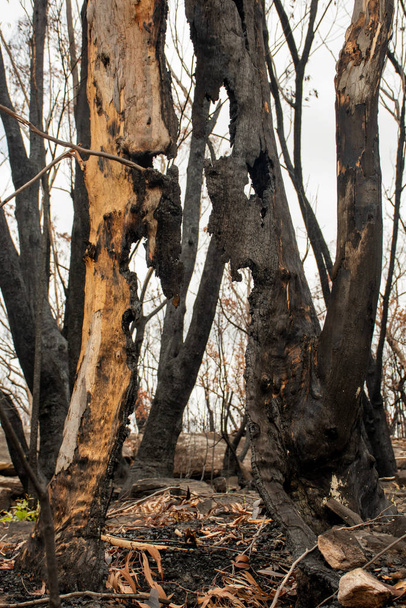 Australian bushfire aftermath: eucalyptus tree burnt completely from inside and only empty bark is still staying - Photo, Image
