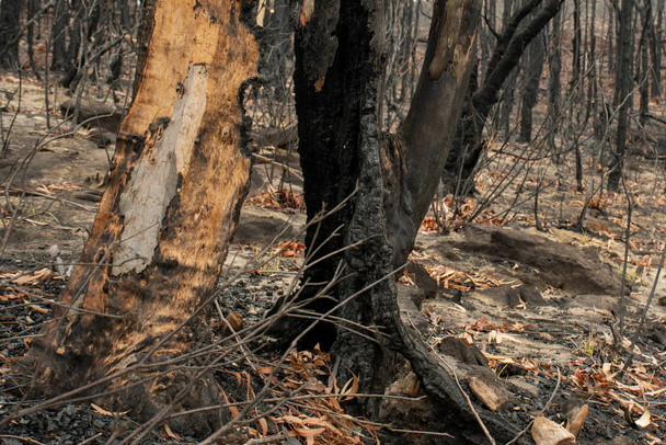 Avustralya çalı yangını sonrası: okaliptüs ağacı tamamen içten yanmış ve sadece boş ağaç kabuğu hala duruyor - Fotoğraf, Görsel