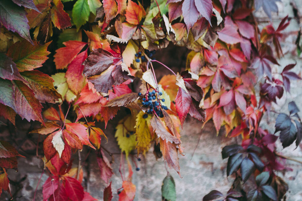  Μωβ, βιολετί, κίτρινα, πράσινα, κόκκινα και πορτοκαλί φύλλα φθινοπώρου και μπλε μούρα με φόντο άγρια σταφύλια - Φωτογραφία, εικόνα