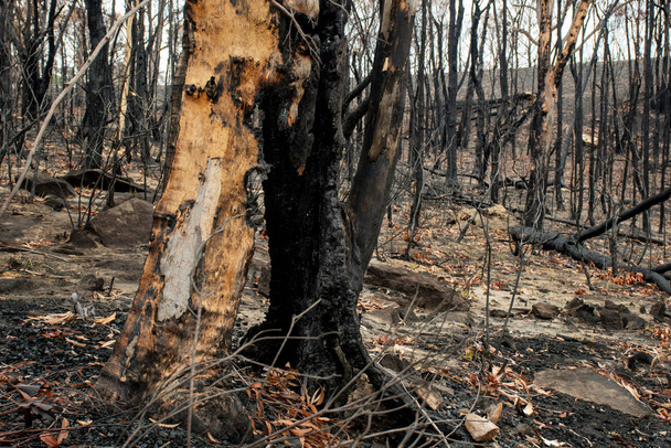Австралийские последствия лесного пожара: эвкалиптовое дерево полностью сгорело изнутри, и только пустая кора все еще остается
 - Фото, изображение