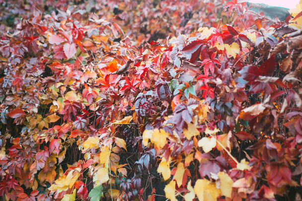  Paars, violet, geel, groen, rood en oranje herfst bladeren van wilde druiven achtergrond - Foto, afbeelding