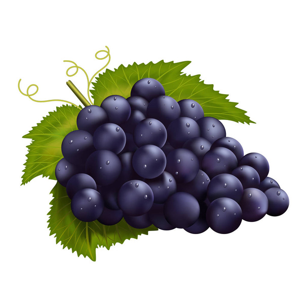 Des raisins noirs réalistes. Illustration vectorielle
  - Vecteur, image
