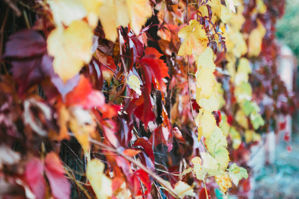 Желтые, красные и оранжевые осенние листья дикого винограда
 - Фото, изображение