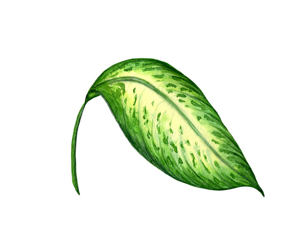Une belle illustration aquarelle d'une feuille de dieffenbachia tropicale isolée sur un fond blanc
 - Photo, image