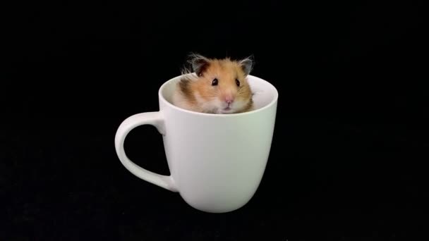 Fluffy hamster in a white cup, on a black background. The rodent is sitting in a glass. Home mouse climbed into the dishes. - Footage, Video