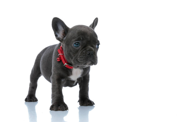 Bothered French bulldog puppy looking away and being afraid - Photo, image