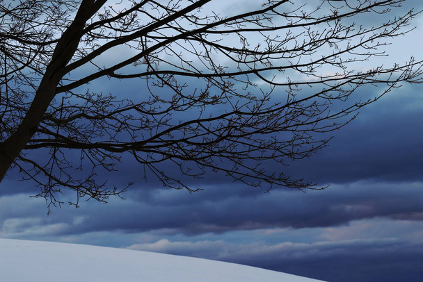 多くの暗い雲と冬の木と夕日 - 写真・画像