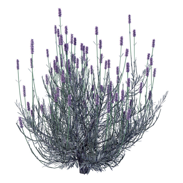 3D Rendering Lavender Flowers on White - Foto, Imagem