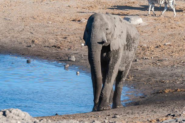 Большой африканский слон, идущий перед водоёмом
 - Фото, изображение