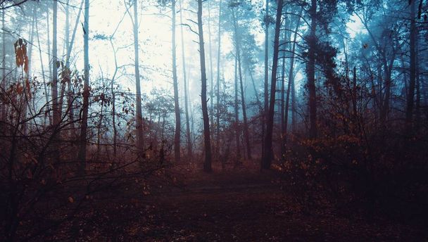 густой дикий лес, покрытый утренним туманом в облачную осень серая золотистая осень
 - Фото, изображение