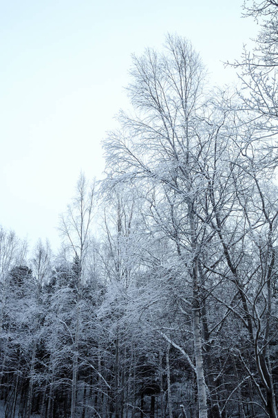 snow covered pine trees - Фото, изображение