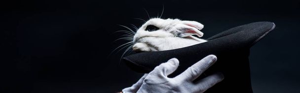 panoramisch schot van goochelaar in handschoenen tonen truc met wit konijn in hoed, geïsoleerd op zwart - Foto, afbeelding