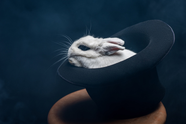biały królik siedzi w kapeluszu na stołku w ciemnym pomieszczeniu z dymem - Zdjęcie, obraz