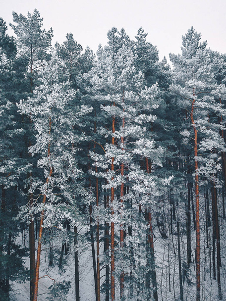 Frosty trees in the forest - Valokuva, kuva