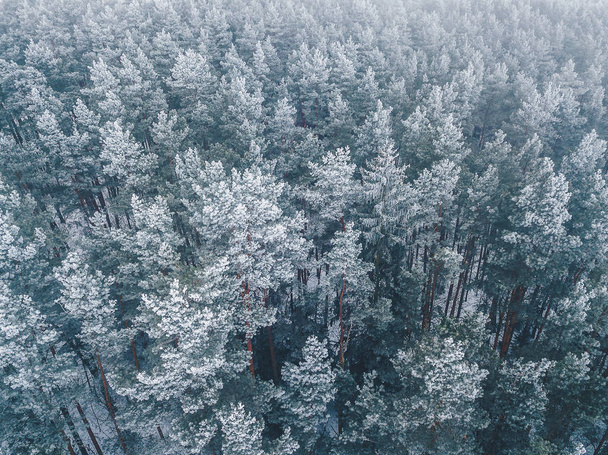 Frosty trees in the forest - Photo, Image