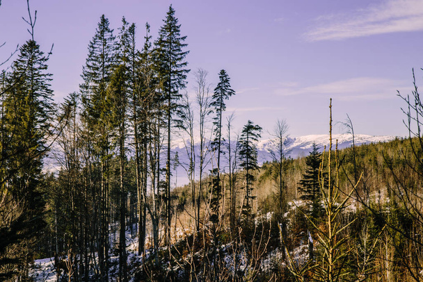 malebný pohled na Karpatské hory v zimní sezóně  - Fotografie, Obrázek
