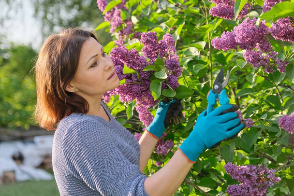 Female gardener in gloves with secateurs cutting lilac branches - Fotografie, Obrázek