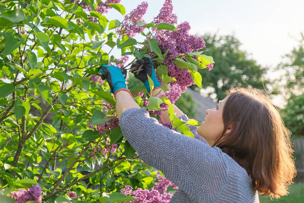 Female gardener in gloves with secateurs cutting lilac branches - Photo, Image