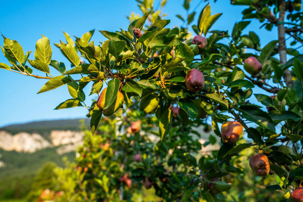 Meyve bahçesinde hasada hazır olgun bir elma resmi. Sabah çekimi. Elma bahçesindeki bir ağaç dalından sarkan parlak lezzetli elmalar. - Fotoğraf, Görsel