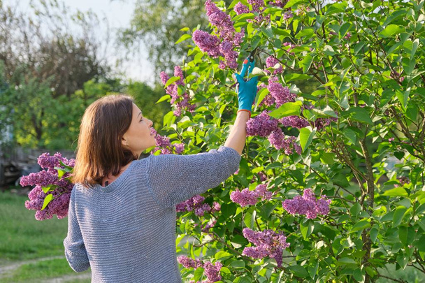 Jardinero femenino en guantes con tijeras de podar cortando ramas lila
 - Foto, Imagen