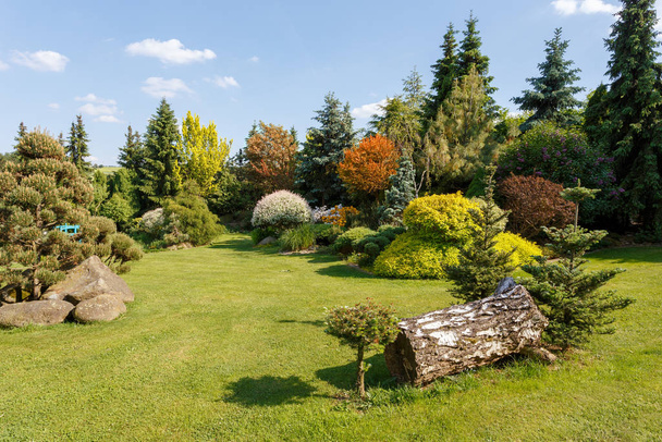Beautiful spring garden with ornamental conifers, evergreen gardening concept - Foto, afbeelding