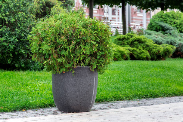 stone flowerpot with an evergreen bush on a pedestrian sidewalk made of stone tiles in a park with a green landscape, greenery background theme. - Fotó, kép