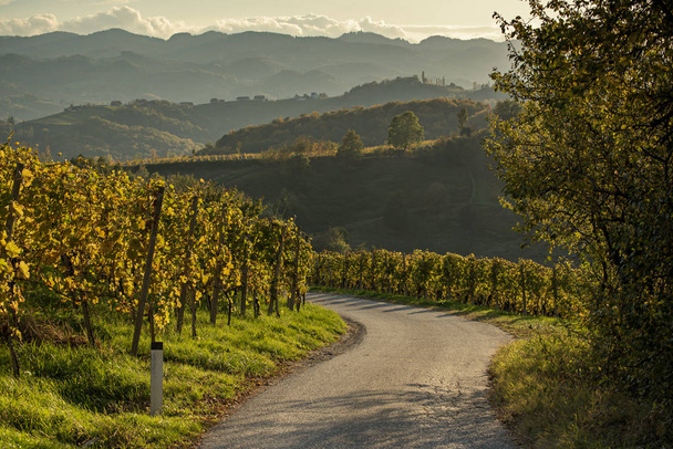 Slovenian and Austrian wine road - Foto, imagen