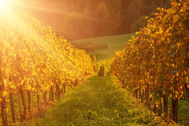 Vineyards row in Slovenia - Фото, изображение