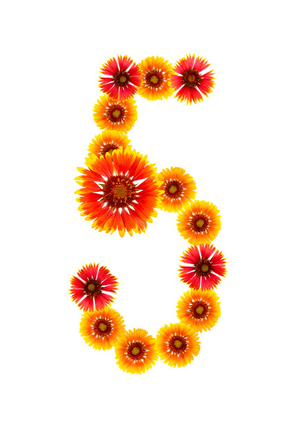 Number "5 " from yellow flower - Foto, immagini