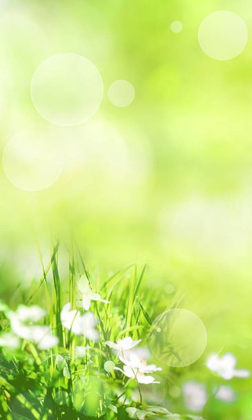 Abstract green spring scenery with bright bokeh for a vertical background - Fotografie, Obrázek