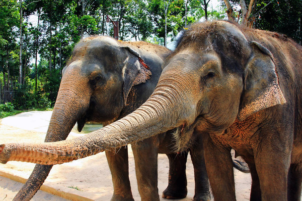 Vista de cerca de dos elefantes asiáticos, con piel fangosa
 - Foto, imagen