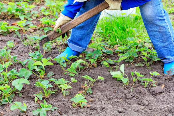 Фермер бур'яни суниці і видаляє бур'яни з ґрунту в саду
. - Фото, зображення