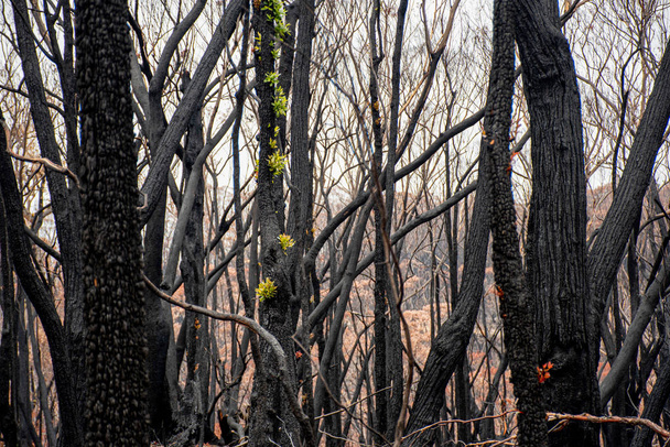 Après les feux de brousse australiens : les eucalyptus se rétablissent après de graves dommages causés par le feu. L'eucalyptus peut survivre et germer à partir de bourgeons sous leur écorce ou d'un lignotubercule à la base de l'arbre.. - Photo, image