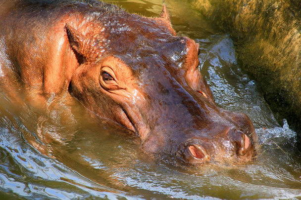 カバの頭は水のすぐ上にあり、大きな目と髪をしています。 - 写真・画像