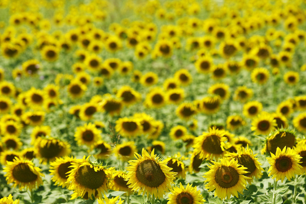 Field of sunflowers - Photo, Image