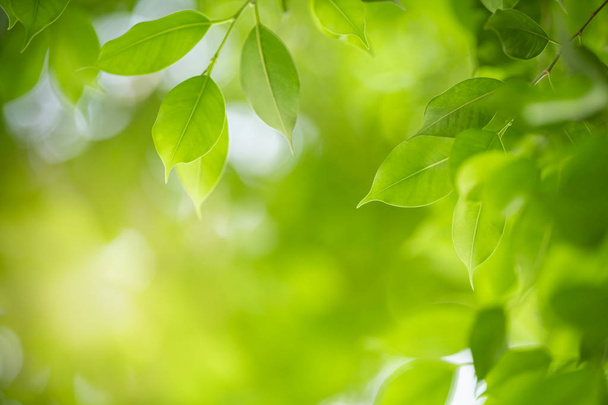Close-up van natuur zicht groen blad op wazig groen backgroun - Foto, afbeelding