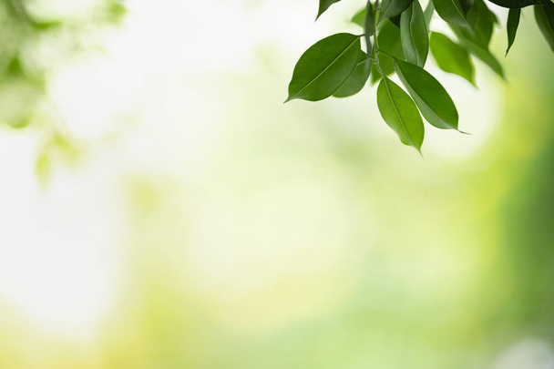 Закрыть вид на природу зеленый лист на размытой спинке зелени
 - Фото, изображение